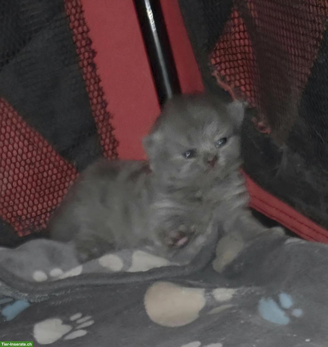 Bild 3: BKH/BLH Kitten mit Stammbaum zu verkaufen