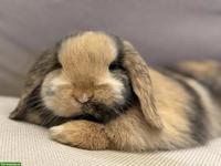 Junges Kaninchen mit Käfig, komplettes Starter-Set