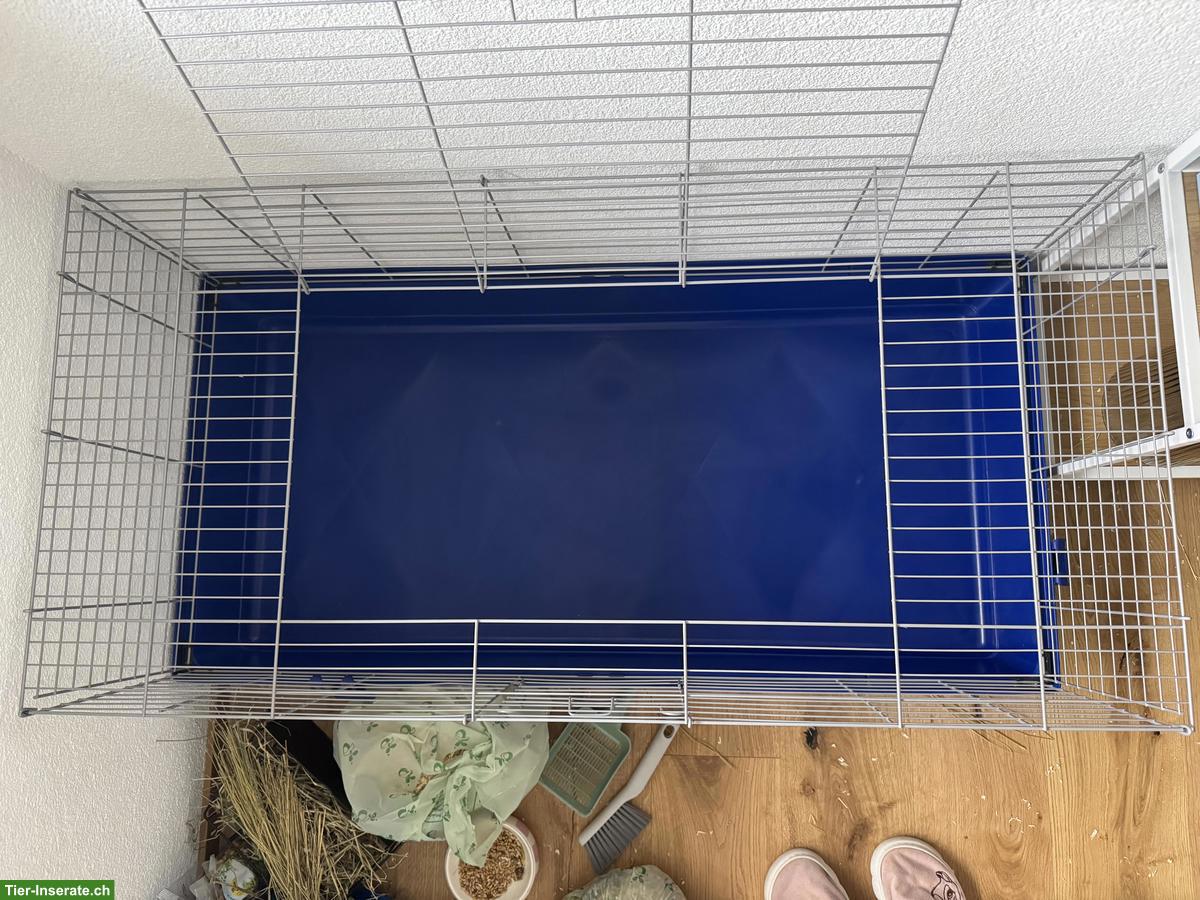 Bild 10: Junges Kaninchen mit Käfig, komplettes Starter-Set