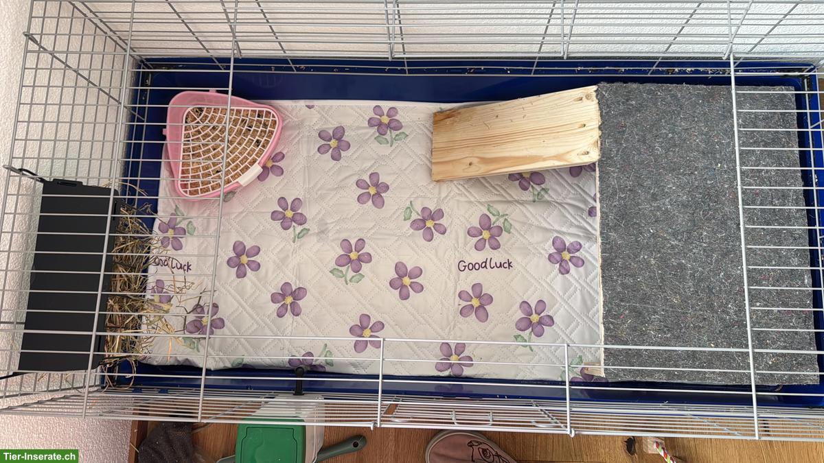 Bild 2: Junges Kaninchen mit Käfig, komplettes Starter-Set