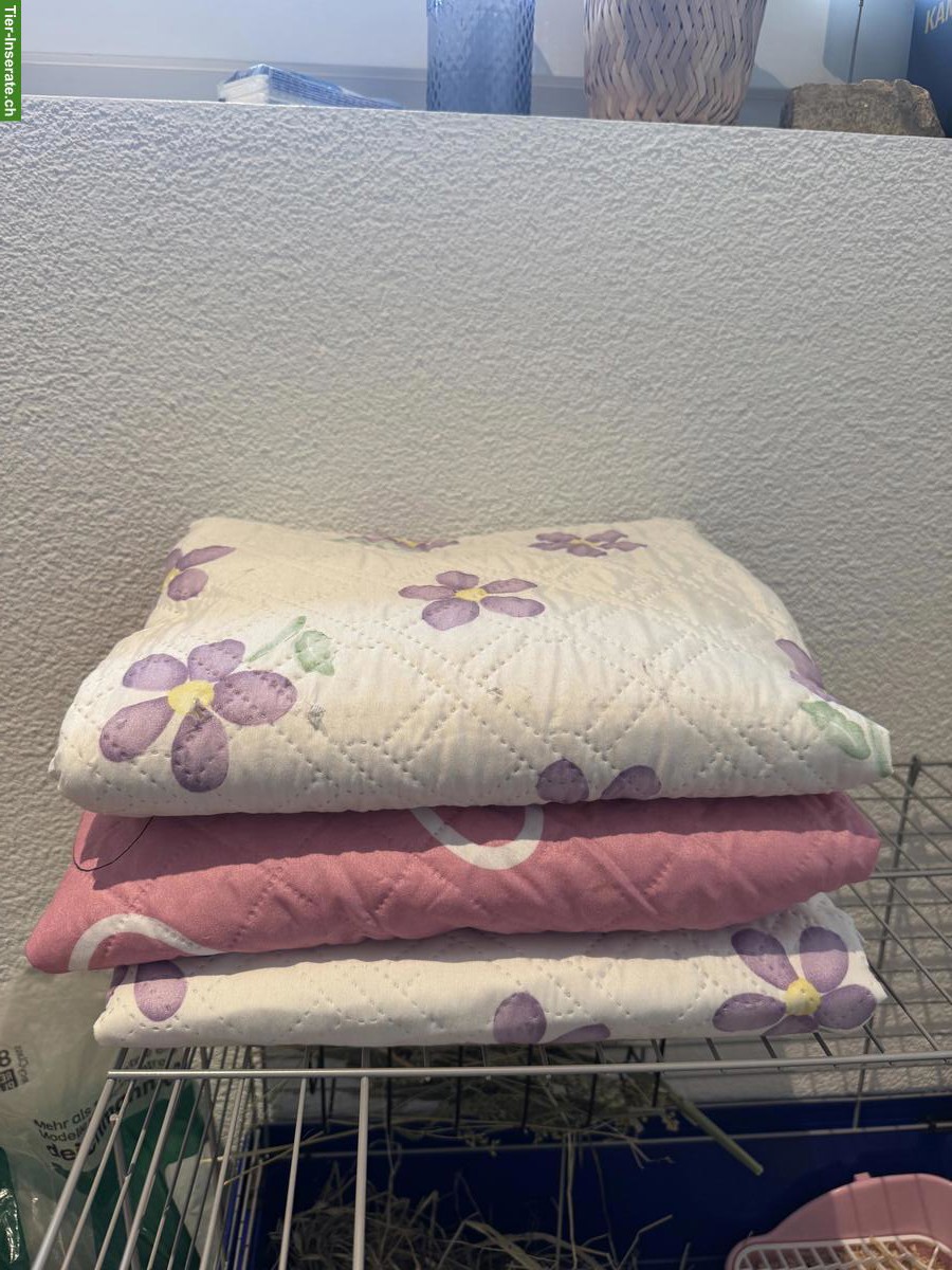 Bild 7: Junges Kaninchen mit Käfig, komplettes Starter-Set