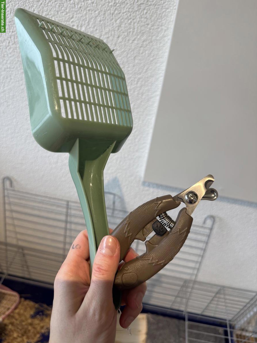 Bild 8: Junges Kaninchen mit Käfig, komplettes Starter-Set