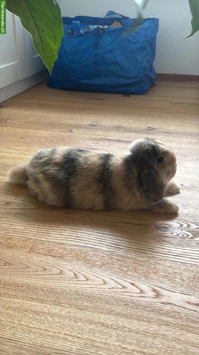 Bild 9: Junges Kaninchen mit Käfig, komplettes Starter-Set