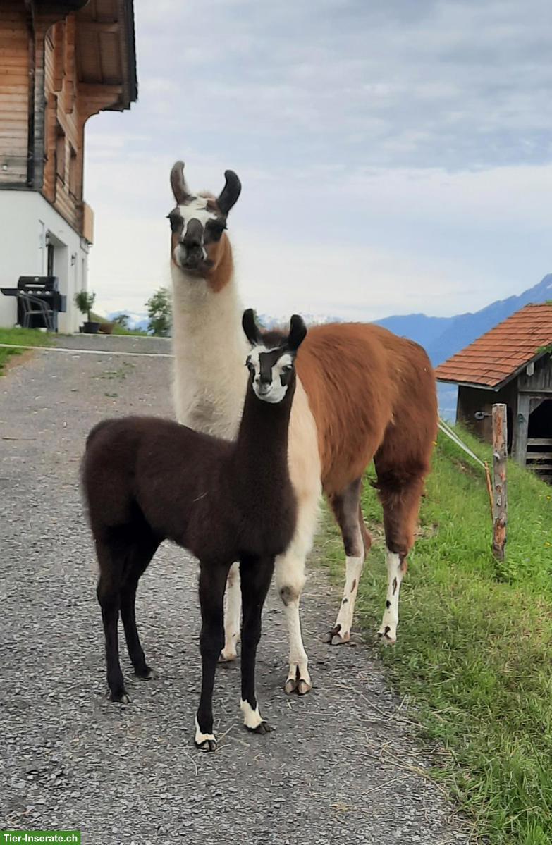 Bild 2: Trekking Lama Hengst, kastriert abzugeben