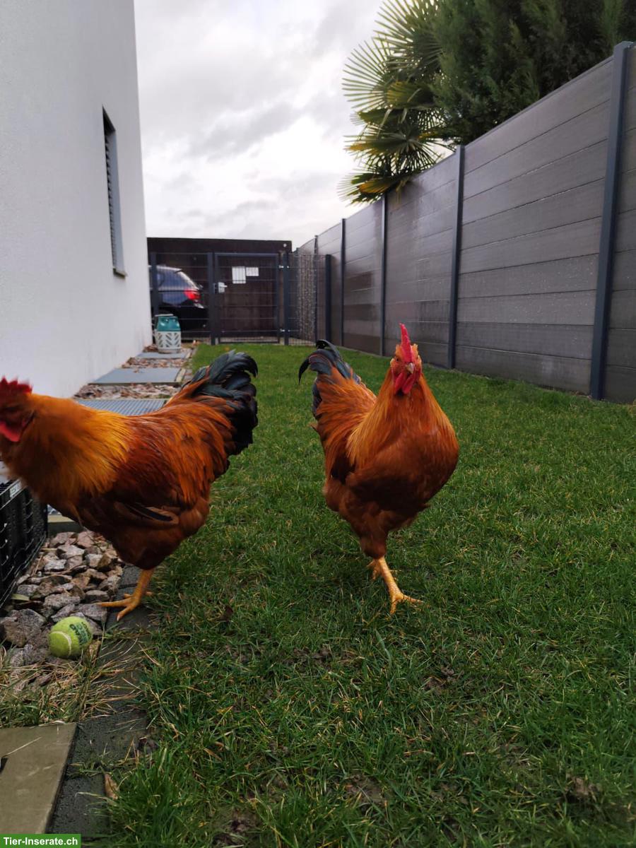 2 junge Hähne suchen ein liebevolles Zuhause