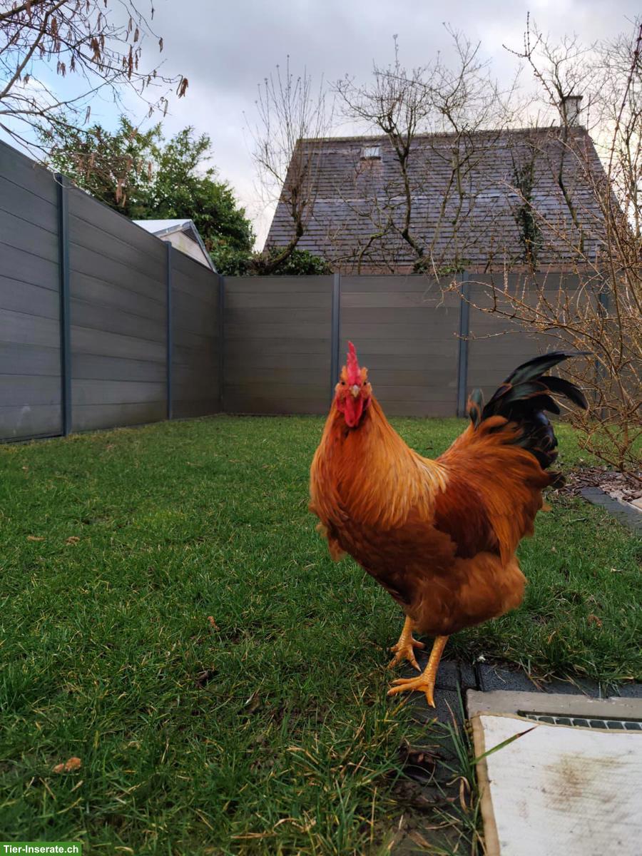 Bild 2: 2 junge Hähne suchen ein liebevolles Zuhause