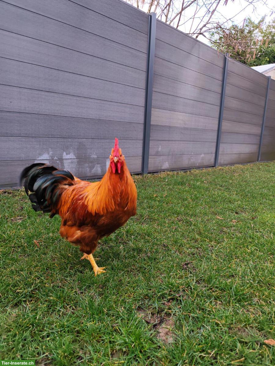 Bild 3: 2 junge Hähne suchen ein liebevolles Zuhause
