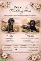 Flat Coated Retriever Welpen im Zeitraum Sommer