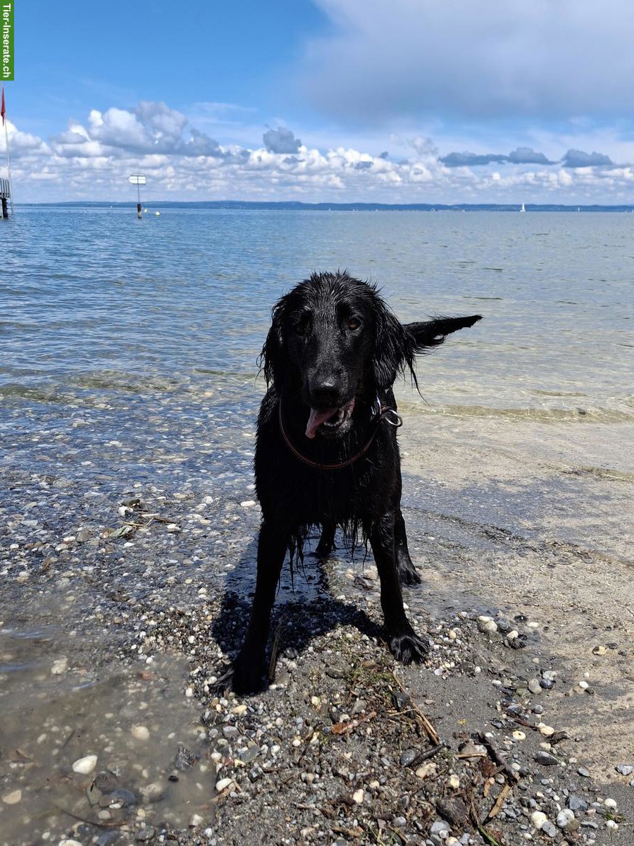 Bild 2: Flat Coated Retriever Welpen im Zeitraum Sommer
