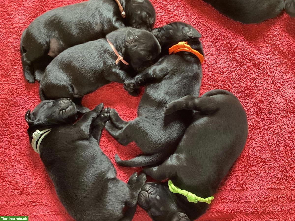 Bild 3: Flat Coated Retriever Welpen im Zeitraum Sommer