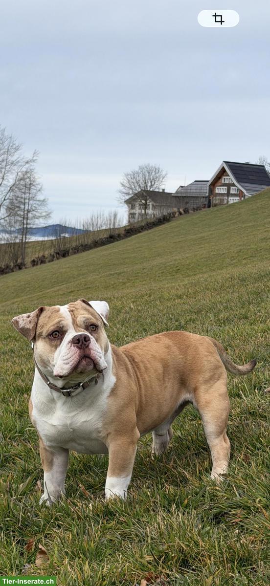 Bulldog Rüde Brutus sucht eine neue Zuhause