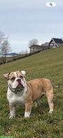 Bulldog Rüde Brutus sucht eine neue Zuhause