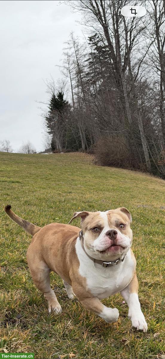 Bild 2: Bulldog Rüde Brutus sucht eine neue Zuhause