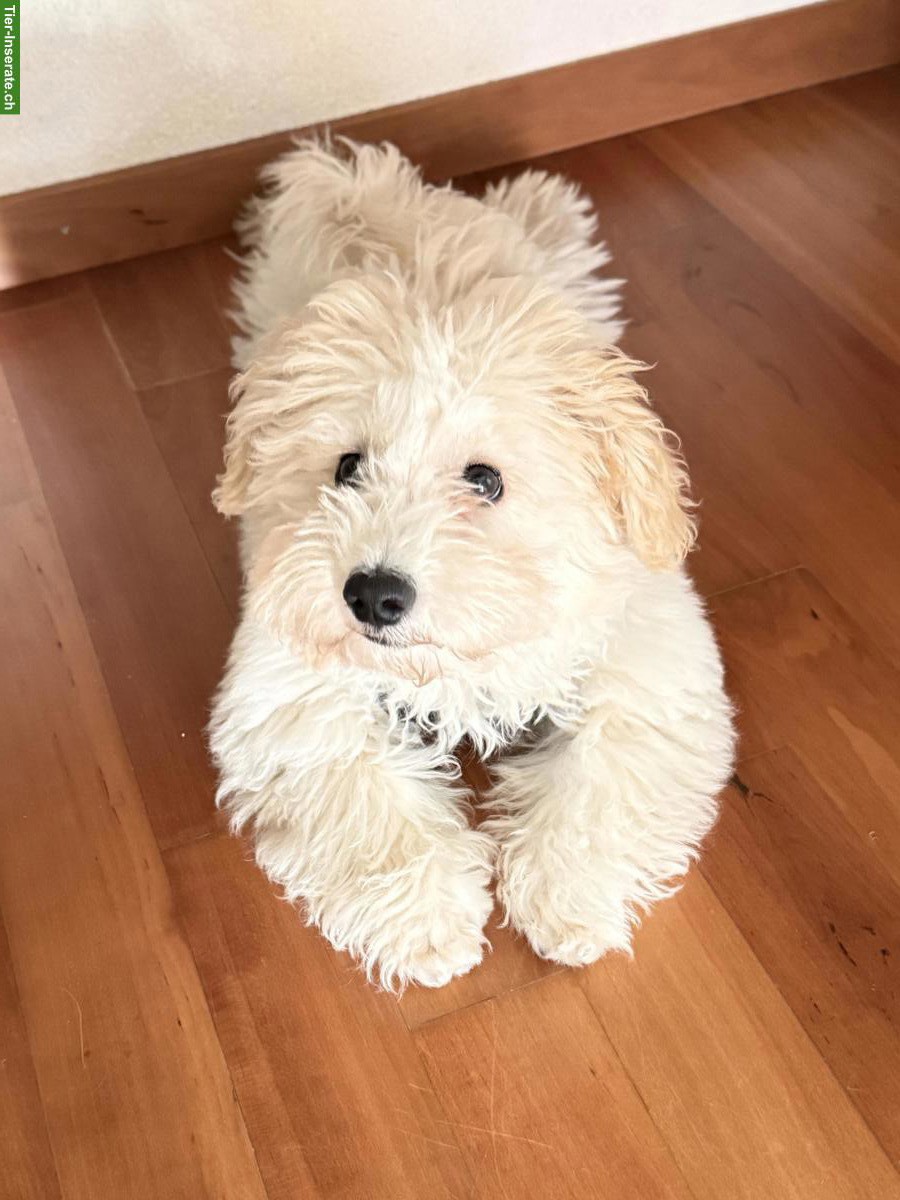 Maltipoo Rüde (6 Monate) sucht ein liebevolles Zuhause