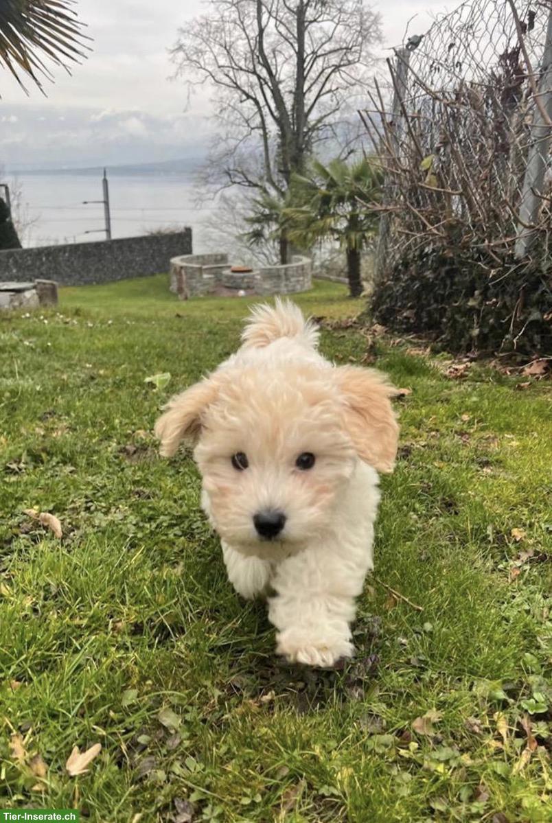 Bild 2: Maltipoo Rüde (6 Monate) sucht ein liebevolles Zuhause