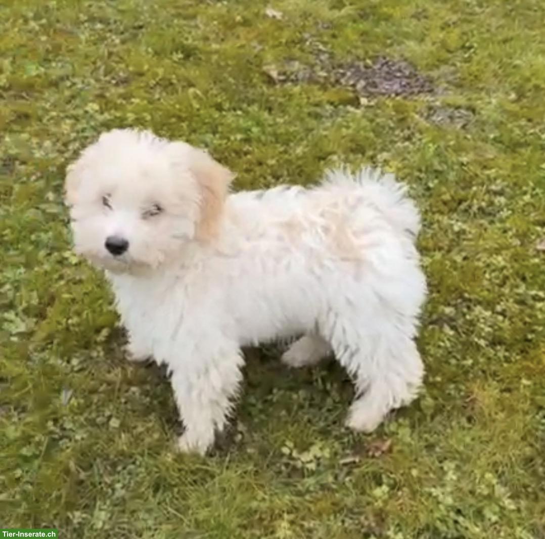 Bild 4: Maltipoo Rüde (6 Monate) sucht ein liebevolles Zuhause