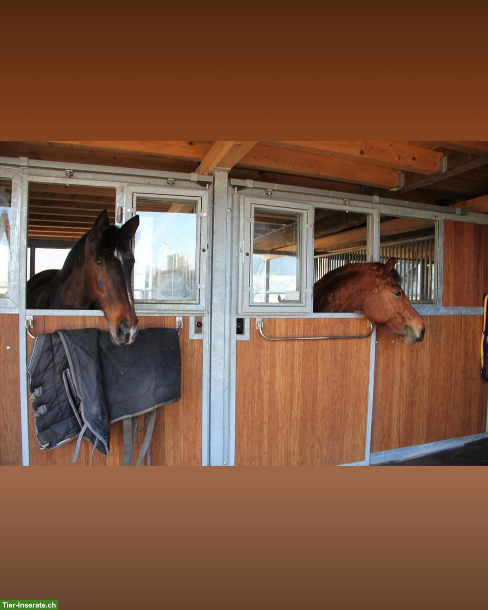 Bild 2: 2-3 Auslaufboxen frei mit eigener Weide in Spreitenbach AG
