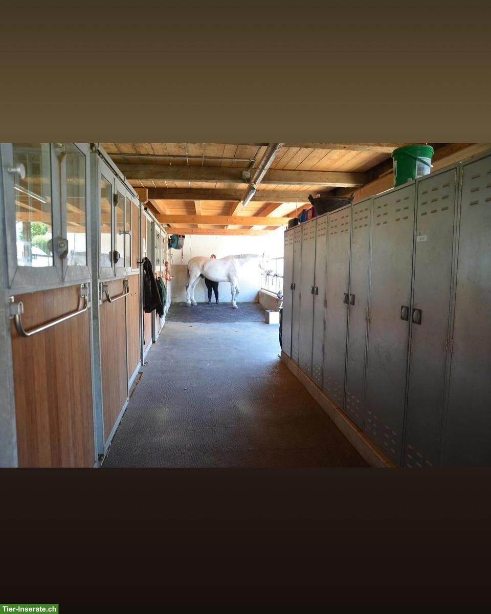 Bild 3: 2-3 Auslaufboxen frei mit eigener Weide in Spreitenbach AG