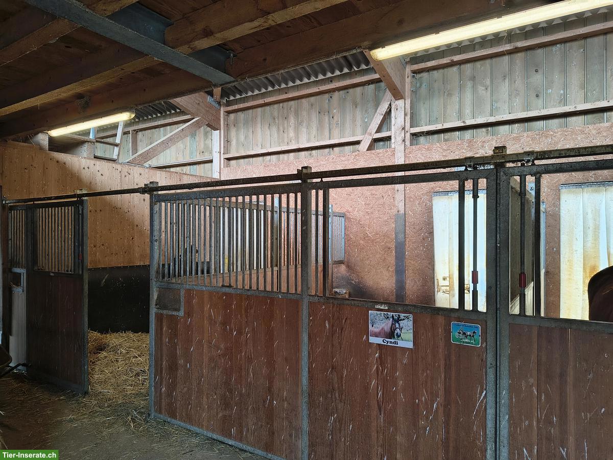 Bild 2: Pferdebox mit Paddock, Paddockbox, Einstellplatz