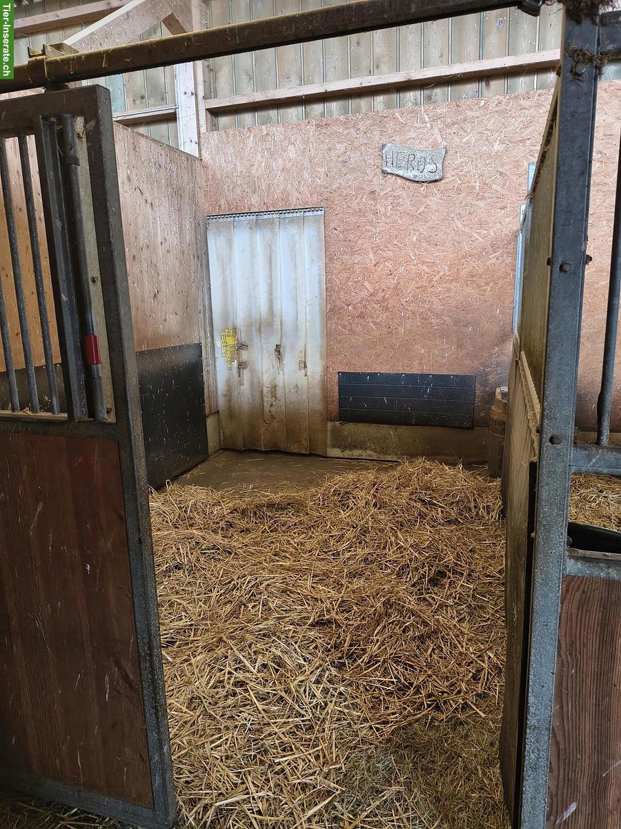 Bild 3: Pferdebox mit Paddock, Paddockbox, Einstellplatz