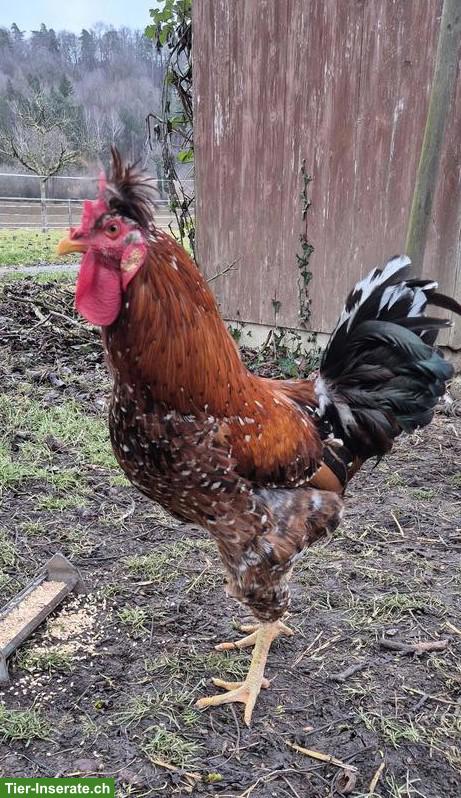 Sandschak Hähne abzugeben