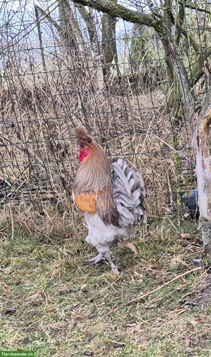 Bild 2: Sandschak Hähne abzugeben