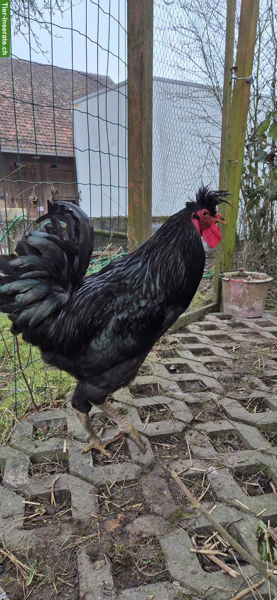 Bild 3: Sandschak Hähne abzugeben