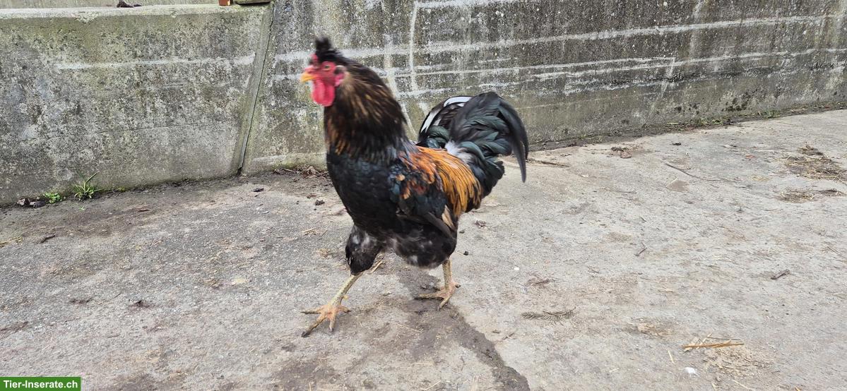 Bild 4: Sandschak Hähne abzugeben