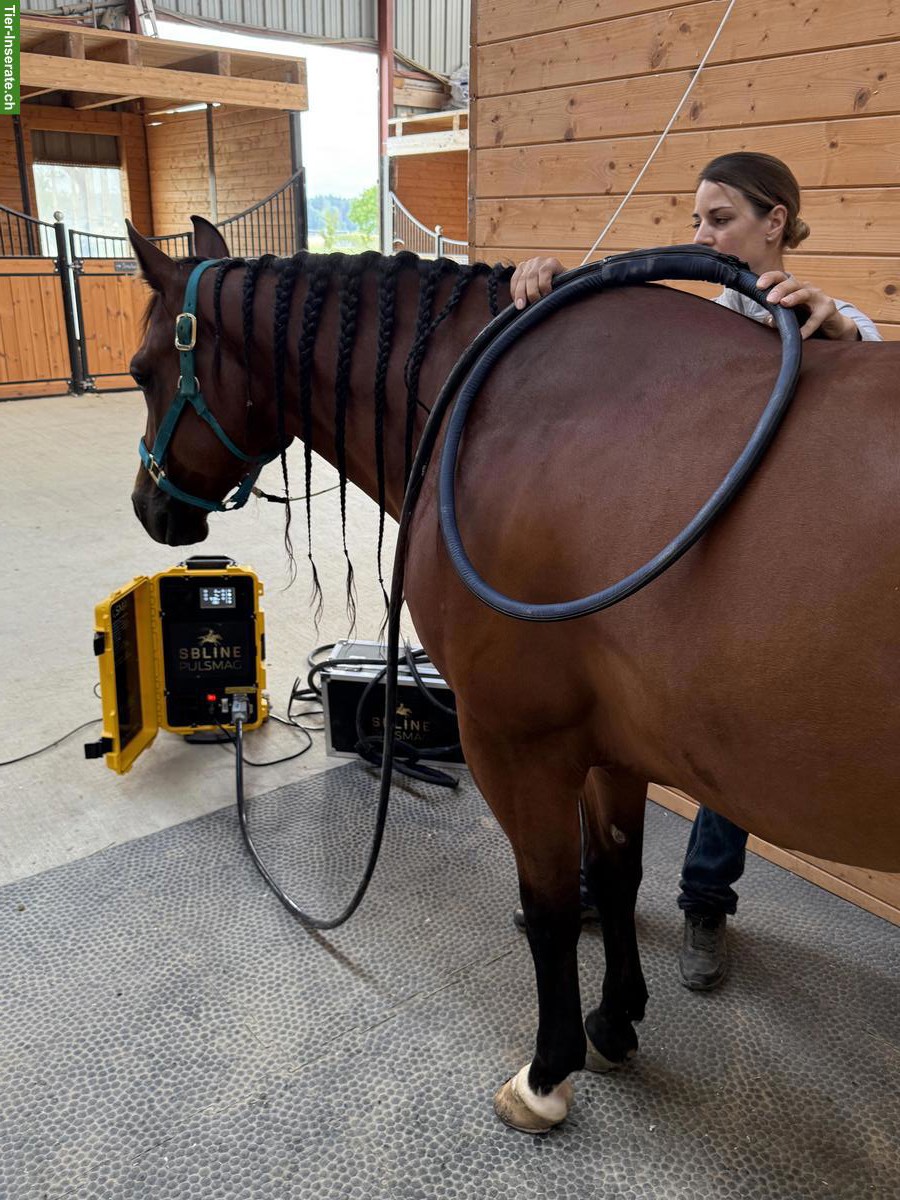 Bild 3: Pulsierendes Magnetfeldtherapie-Gerät für Pferde | PULSMAG