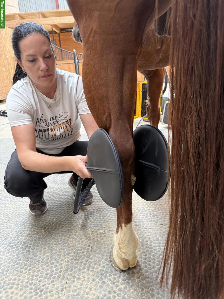 Bild 5: Pulsierendes Magnetfeldtherapie-Gerät für Pferde | PULSMAG