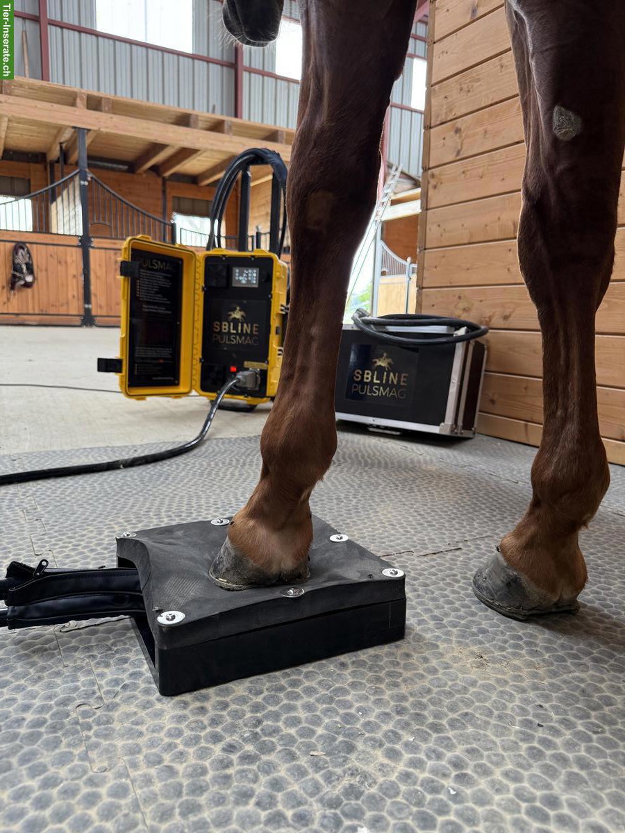 Bild 6: Pulsierendes Magnetfeldtherapie-Gerät für Pferde | PULSMAG