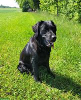 Gotti/Götti für unsere Hündin Mira gesucht 🐶💛