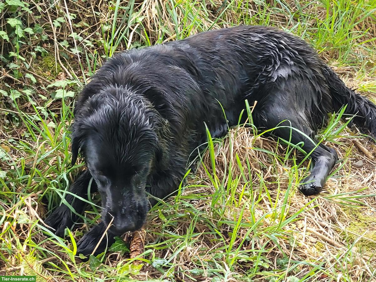 Bild 2: Gotti/Götti für unsere Hündin Mira gesucht 🐶💛