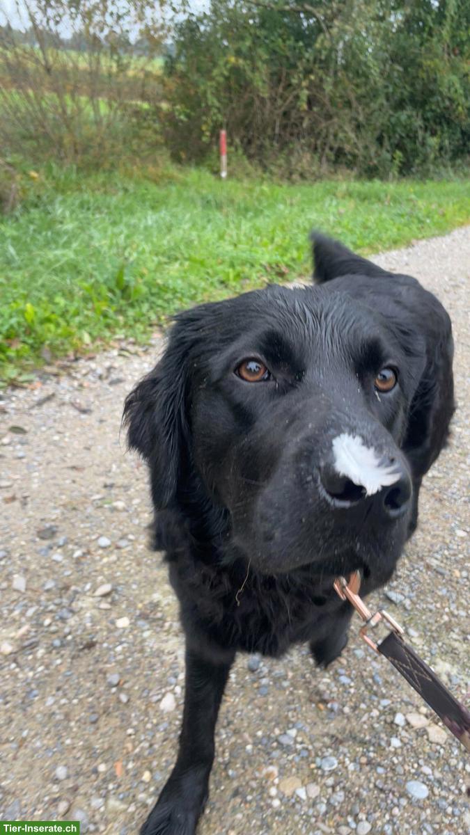 Bild 3: Gotti/Götti für unsere Hündin Mira gesucht 🐶💛