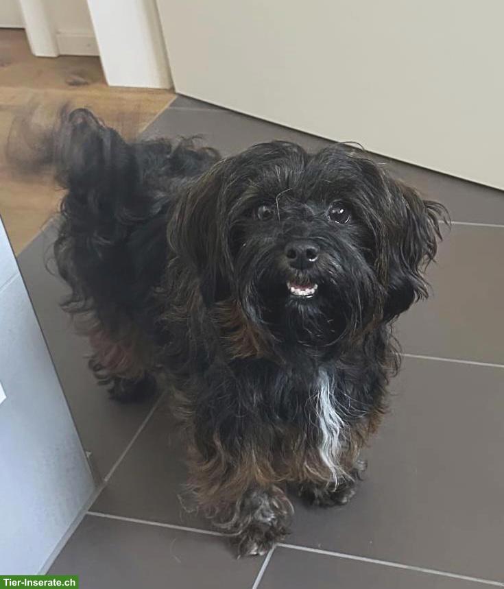 Wurfankündigung Havaneser Welpen, Anfang März