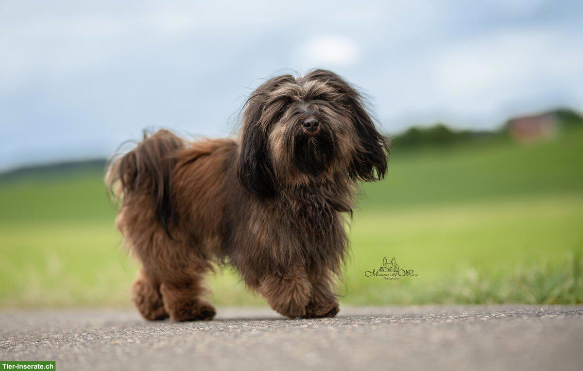 Bild 10: Wurfankündigung Havaneser Welpen, Anfang März