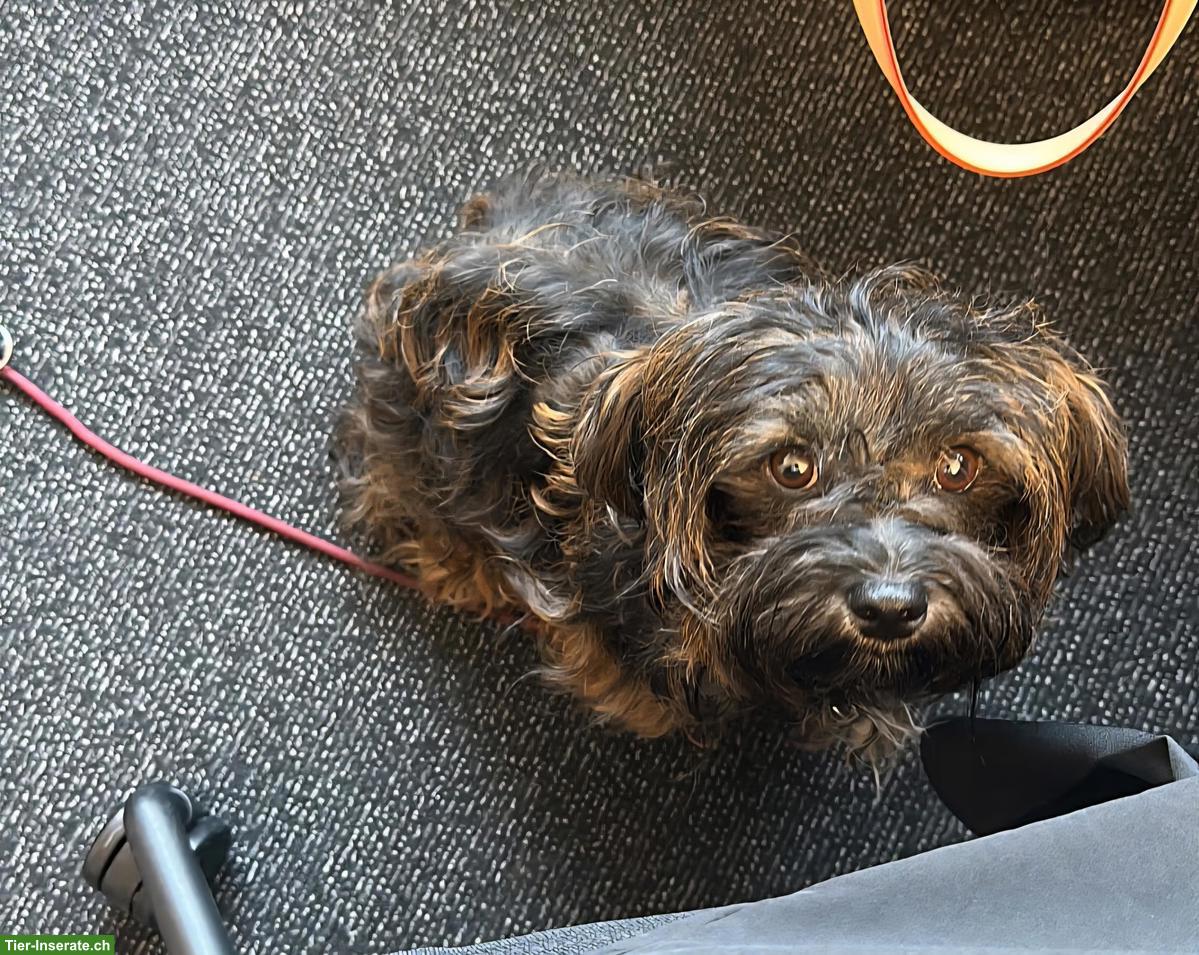 Bild 2: Wurfankündigung Havaneser Welpen, Anfang März