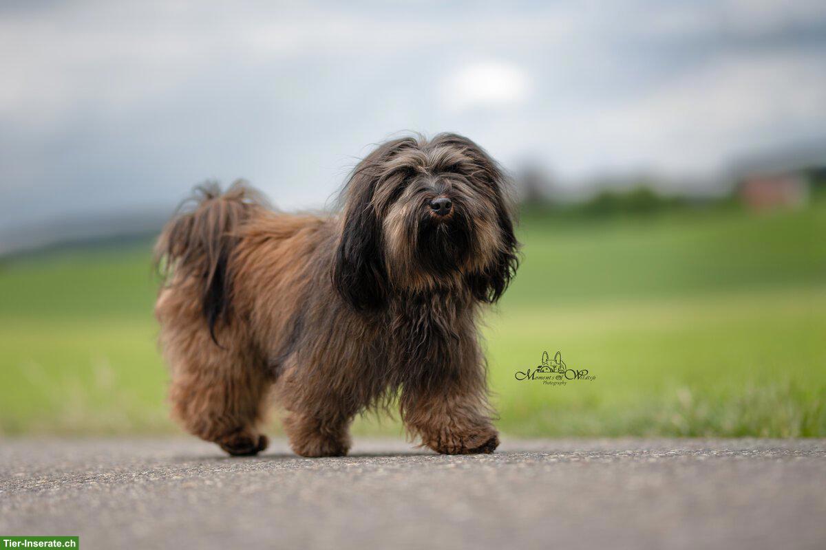 Bild 4: Wurfankündigung Havaneser Welpen, Anfang März