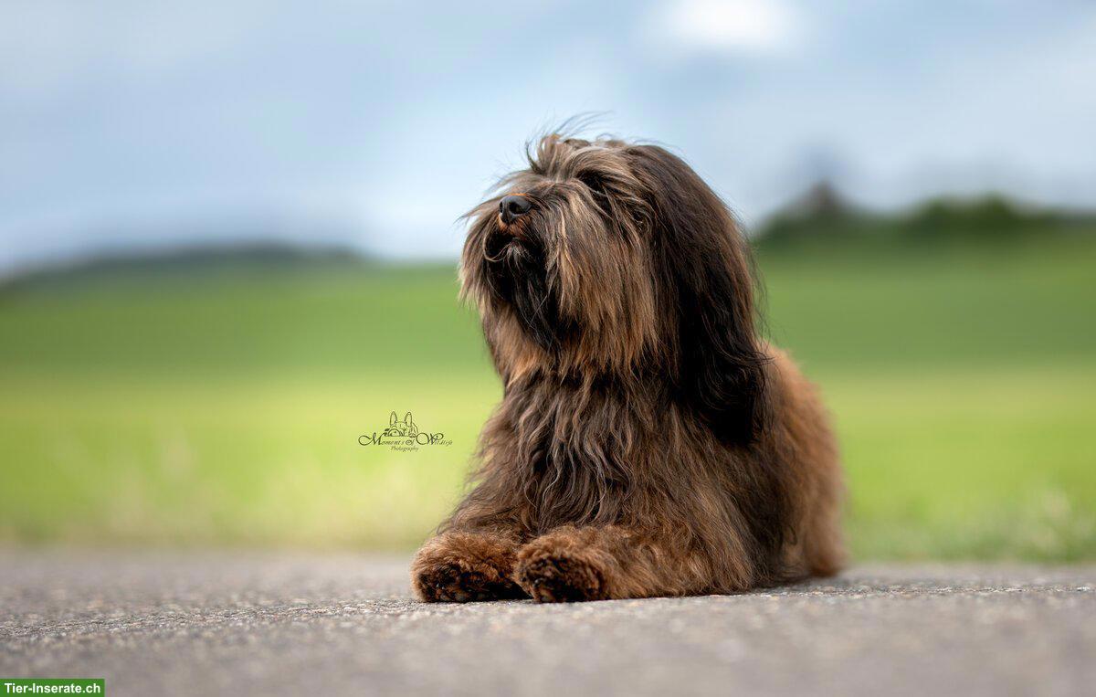 Bild 5: Wurfankündigung Havaneser Welpen, Anfang März