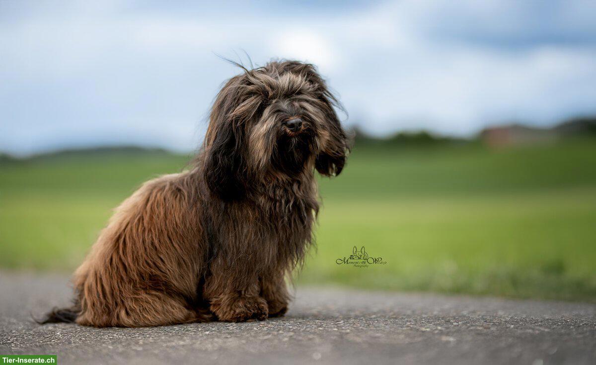 Bild 6: Wurfankündigung Havaneser Welpen, Anfang März