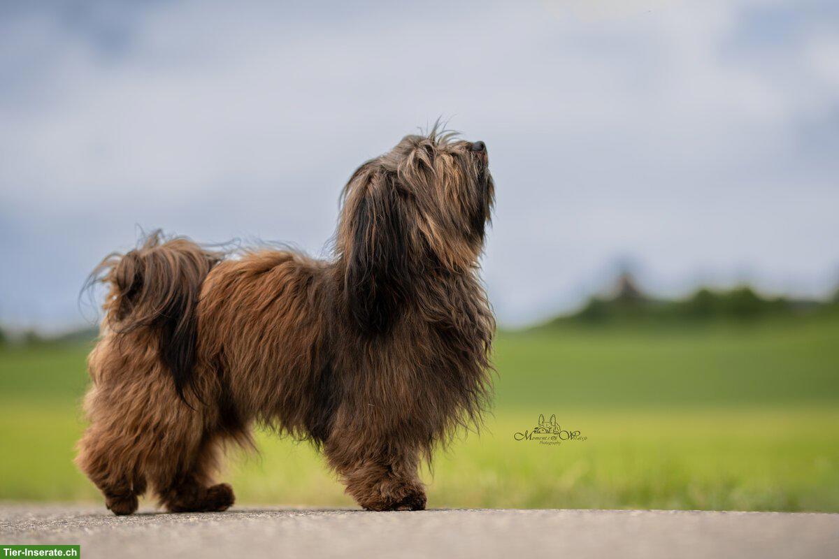 Bild 7: Wurfankündigung Havaneser Welpen, Anfang März