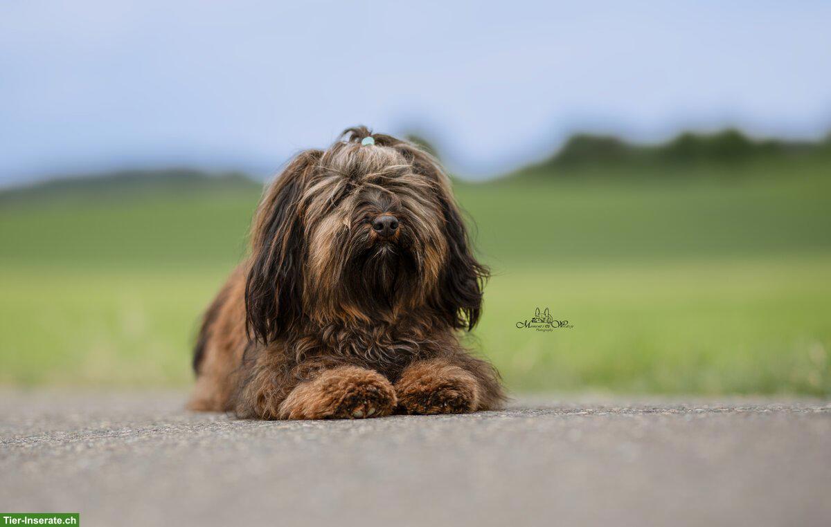 Bild 8: Wurfankündigung Havaneser Welpen, Anfang März