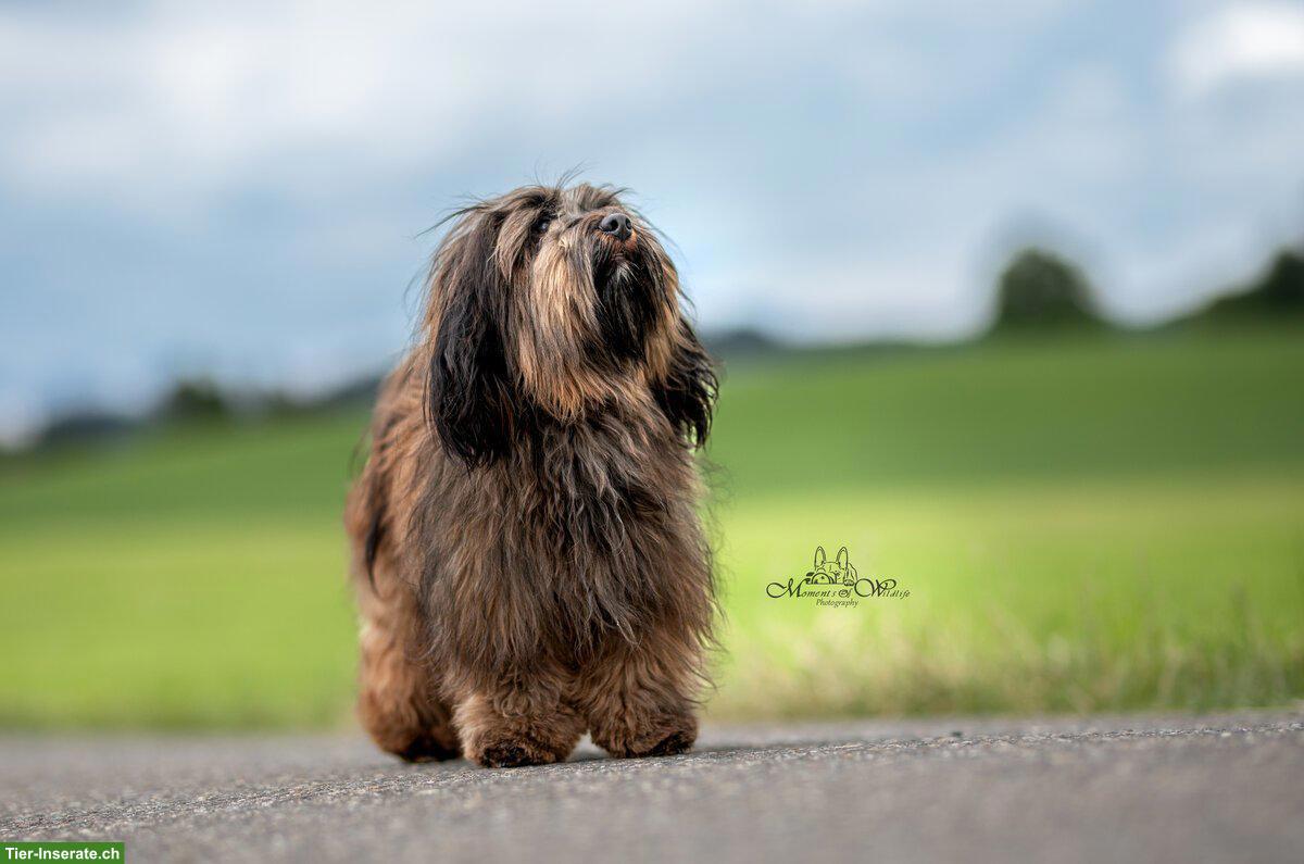 Bild 9: Wurfankündigung Havaneser Welpen, Anfang März