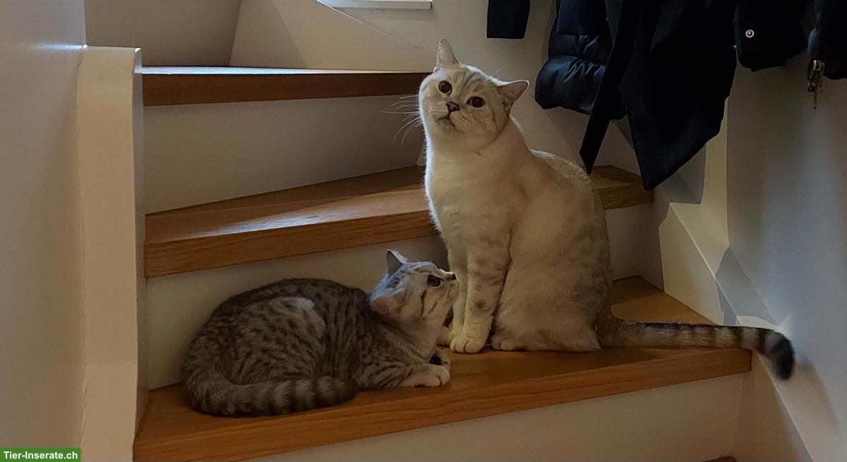 Zwei British Shorthair Katzen zu verkaufen