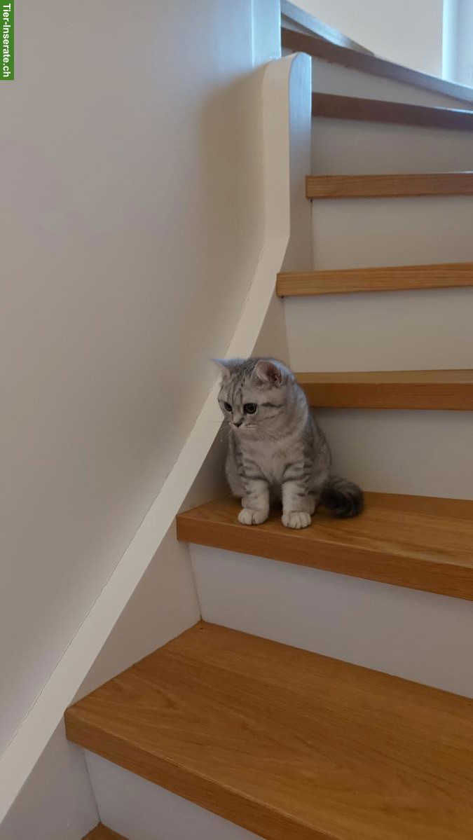 Bild 2: Zwei British Shorthair Katzen zu verkaufen