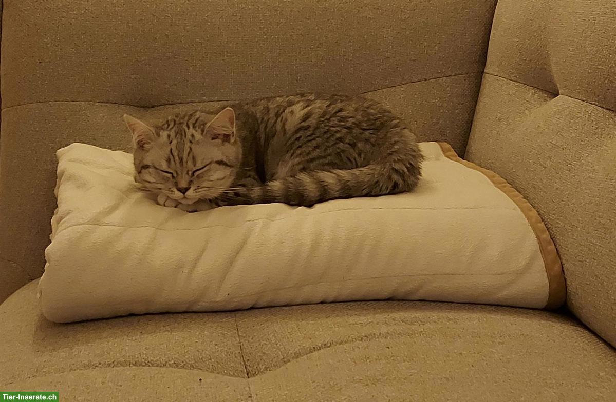 Bild 3: Zwei British Shorthair Katzen zu verkaufen