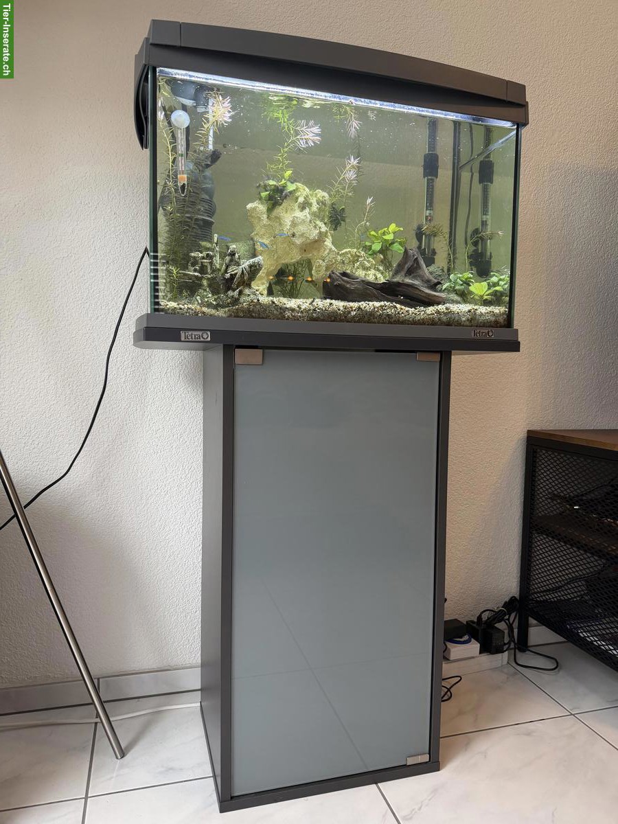 Bild 3: Tetra Aquarium 60L mit Vollbesatz & Unterschrank