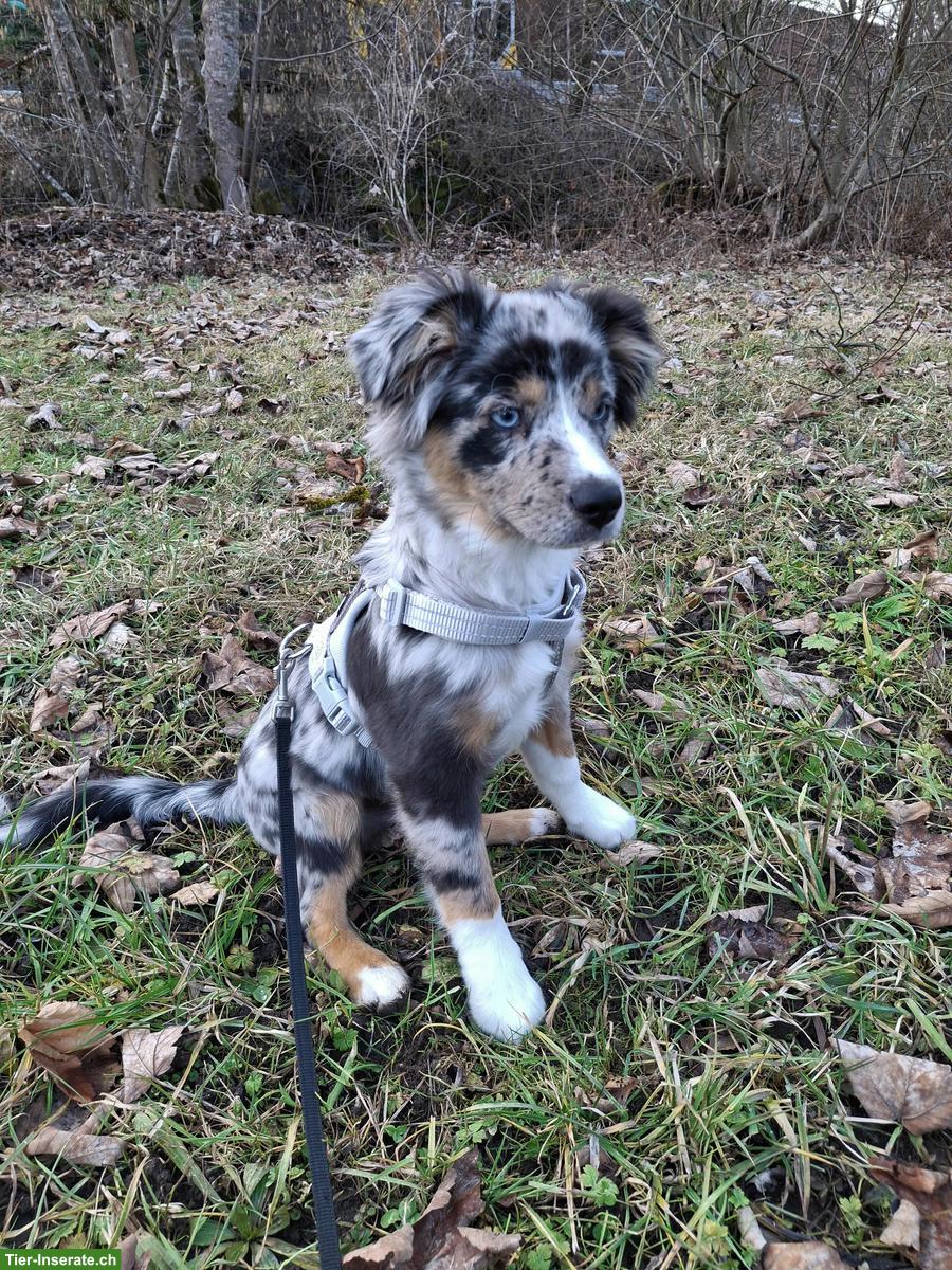 Mini Australian Shepherd Welpe mit Stammbaum
