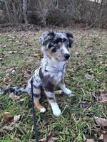 Mini Australian Shepherd Welpe mit Stammbaum