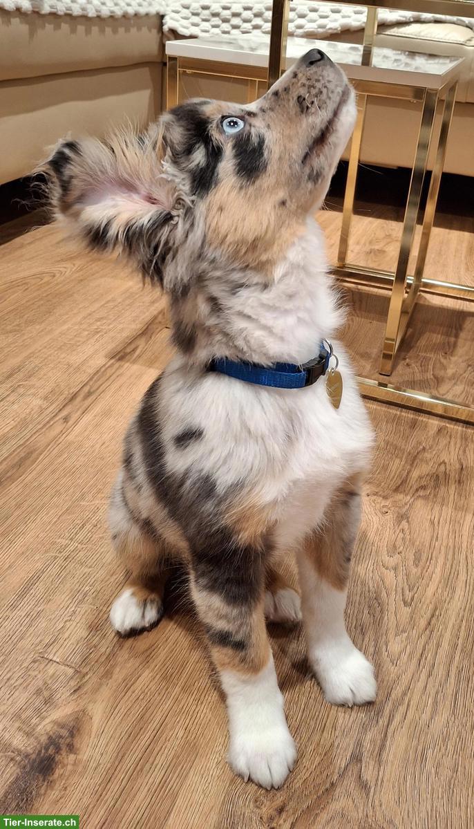 Bild 2: Mini Australian Shepherd Welpe mit Stammbaum